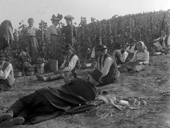 Csak néhányat említve: a pincék itt nem a szőlőhegyen, a dűlőkben, hanem a városban voltak.