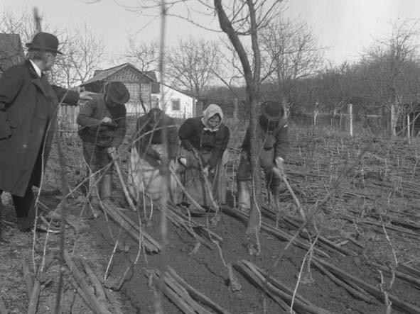 A szőlőt, mivel a klíma igen megfelelt, beteg - ség pedig nem igazán jelentkezett, későn, november, decemberben szedték. Ebből készült az ismert soproni Ausbruch. Késői szedésű édes desszert fehérbor.