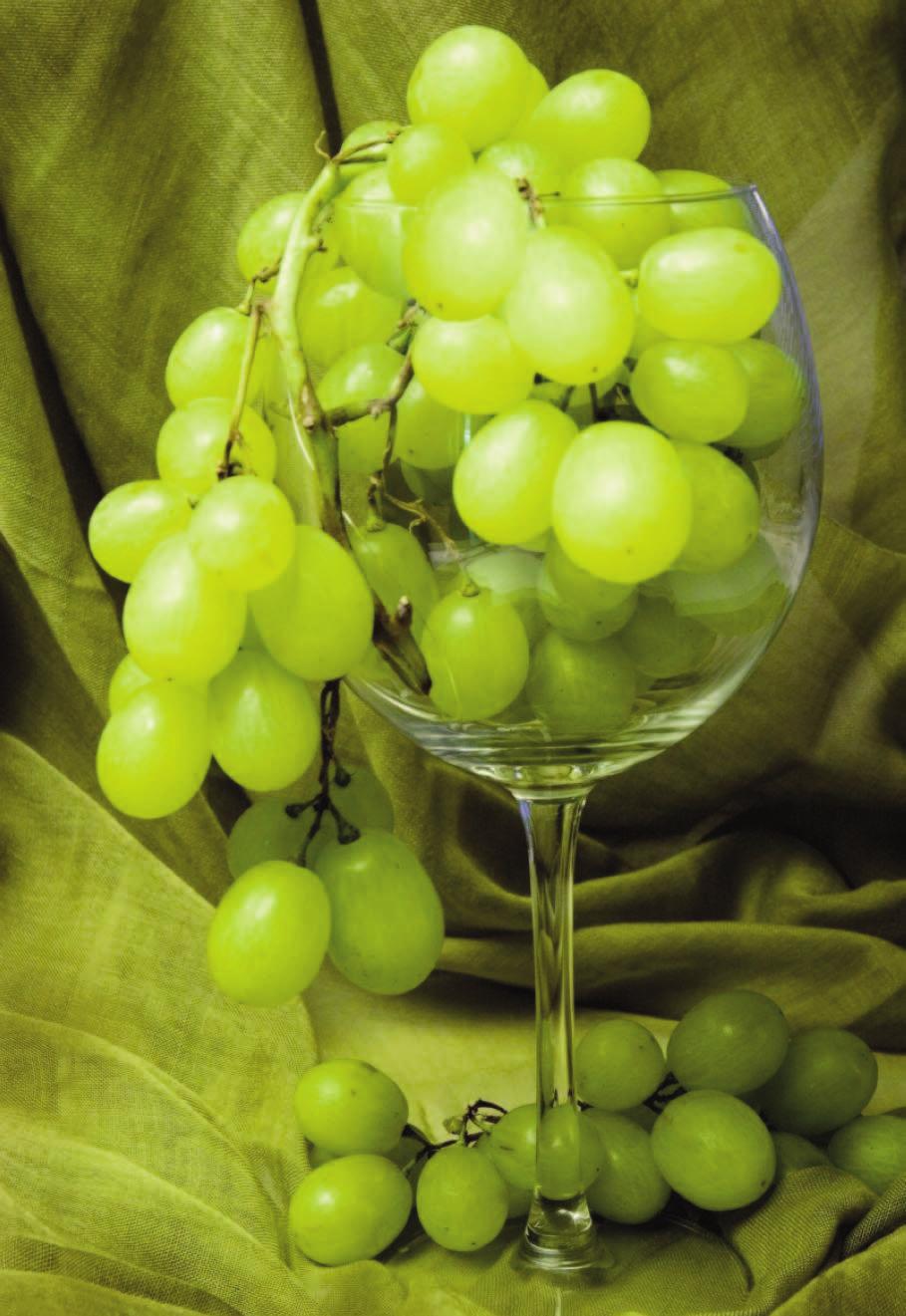 Keveredtek itt a vegyes zöldségek, kiváltképp a káposzta, ami nem kedvez a bor minőségének. Ezért lett a kereskedők szokása már a fiatal bort Sopronban megvenni, hisz ennek minőségével nem volt baj.