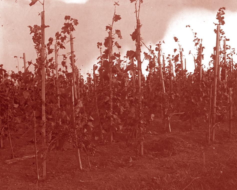 Feltehetően már a keltákkal megismertették a szőlőtermesztést a görög borkereskedők, akik észak felé haladva, az akkor még a kelta keresztúton találkoztak e tájjal, és itt lakó népeivel, szlávokkal,