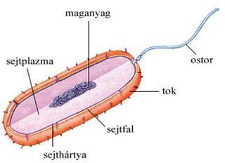 A gombák termékei : az antibiotikumok