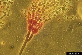 Penicillium notatum, ecsetpenész