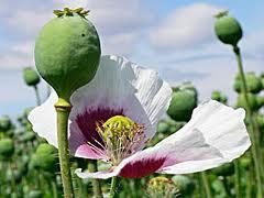 Mák (Papaver somniferum) Tokterméséből, a mákgubóból kifolyó tejnedv az ópium; több, mint 20