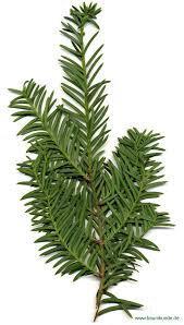 Tiszafa (Taxus baccata) 1971: kérgéből taxol származékok kinyerése 1-2 ezrelék a taxol tartalma A teljes növény mérgező, kivéve
