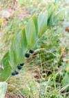 3.4. magas aranyvessző (Solidago gigantea) - Molnár E., Botta-Dukát Z.