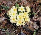 3.8. kankalin fajok (Primula veris ssp. inflata és P.