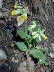bélyegeinek együttese a 2 faj hibridjében - Primulae flos, P. radix P. veris ssp. i. P. vulgaris 3.