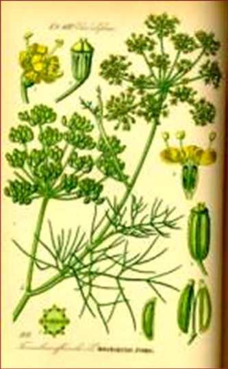 3. édeskömény (Foeniculum vulgare) - Székely et al.