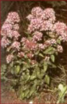 4. szurokfű (Origanum vulgare) - Veres et al. (2002) - populációnként + évjárati hatásra pl.