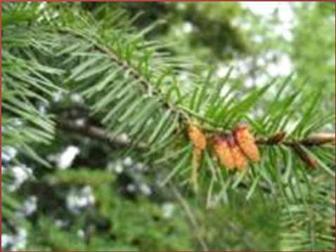 hatás 5. izsóp (Hyssopus officinalis) - Varga et al.