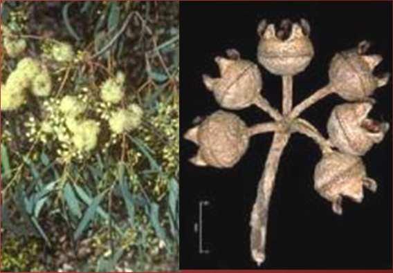 ) - Hyssopi herba 6.