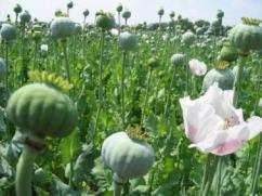 Alkaloidok 1. mák (Papaver somniferum) - Petheő et al.