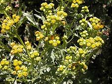 jakabnapi aggófű (Senecio jacobaea) - Macel et al. (2004) - Hollandia, Belgium, Svájc, Svédo., Franciao.