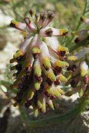 3. Platycapnos saxicola - Suau et al.