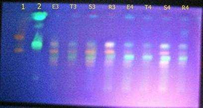 zölden + 0,62 fluoreszkáló zóna Rutin: Intenzív, + 0, 534 narancssárgás fluoreszkáló zóna narancssárgásan fluoreszkáló zóna S.zölden + 0,5 fluoreszkáló zóna S.zölden n.