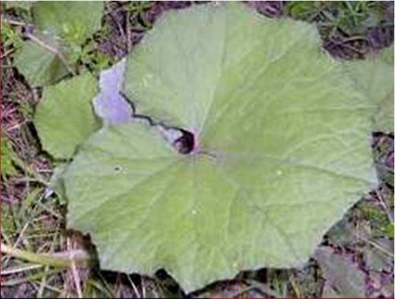 Pécsvárad: patakpart, levél; 5.