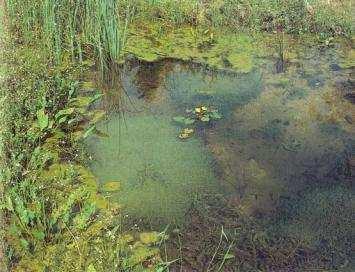 Nymphaea