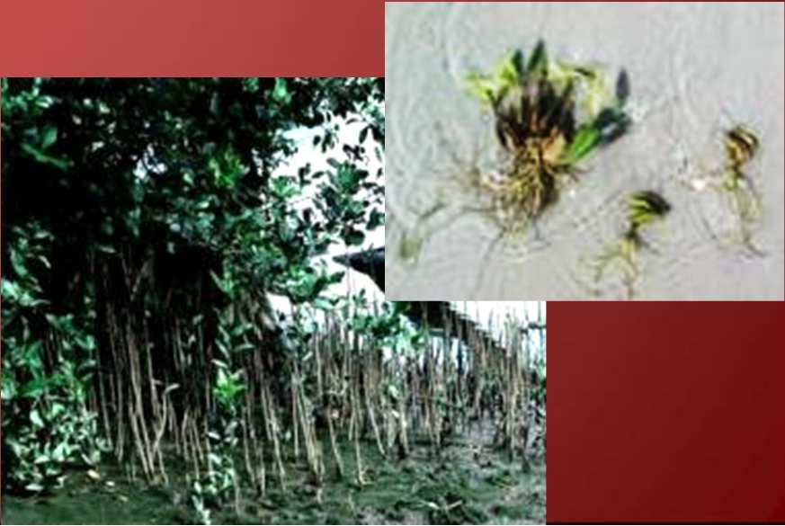 Symphytum officinale b.