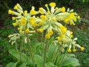 Primula veris c.