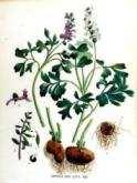 Corydalis cava d.