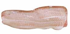 TINTAHAL PATAGÓNIA 10% glazúr 1 kg/cs 8 kg/# A tintahal vagy