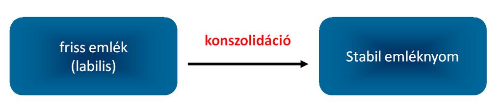 II. TÁROLÁS Konszolidáció Klasszikus elképzelés: a kezdetben instabil emléknyom (vagy emlékezeti