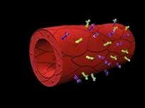 A BIBF 1120 három támadáspontú angiokinase gátló Ligands Stimulatio Sejt típus (proliferatio, túlélés) Endothelialis sejtek (VEGFRs, FGFRs) VEGFs FGFs PDGFs Pericyták (PDGFRs)