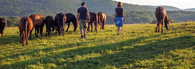 Fedezzük fel az Aggteleki-karszt természeti kincseinek sokféleségét, a források, patakok, töbrök és szurdokvölgyek sajátos élővilágát és gyönyörködjünk a hucul ménes páratlan látványában.