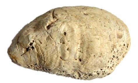 rögzítenünk Zirc és Pápa (Nagytevel tűzkőbánya) körzetében (Biró Regenye 2007).