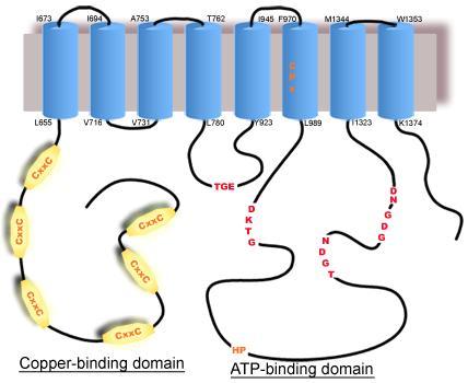 ATP7B réztranszportáló protein Az 1465 aminosavból álló rézkötő proteinnek kulcsszerepe van