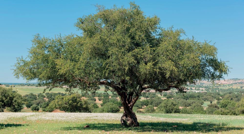 ARGÁN OLAJ Argania spinosa, mely Marokkói vasfaként is ismert, egy tüskés, örökzöld fa, mely