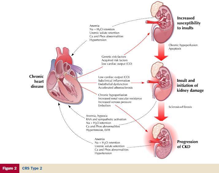 Cardio-renalis