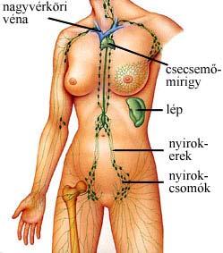 A nyirokrendszer vakon végződő nyirokhajszálerekből indul ki, melyek a vénás keringéshez hasonlóan, egyre nagyobb gyűjtőerekbe szedődnek össze,
