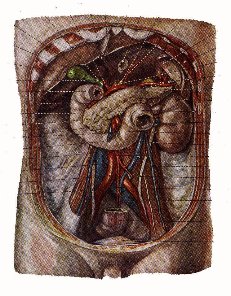 A duodenum L.I. - L.III. - L. I. érintkezik: máj j. lebeny cholecysta colon transversum j. vese v. cava inferior aorta abd. a. & v. mes. sup.