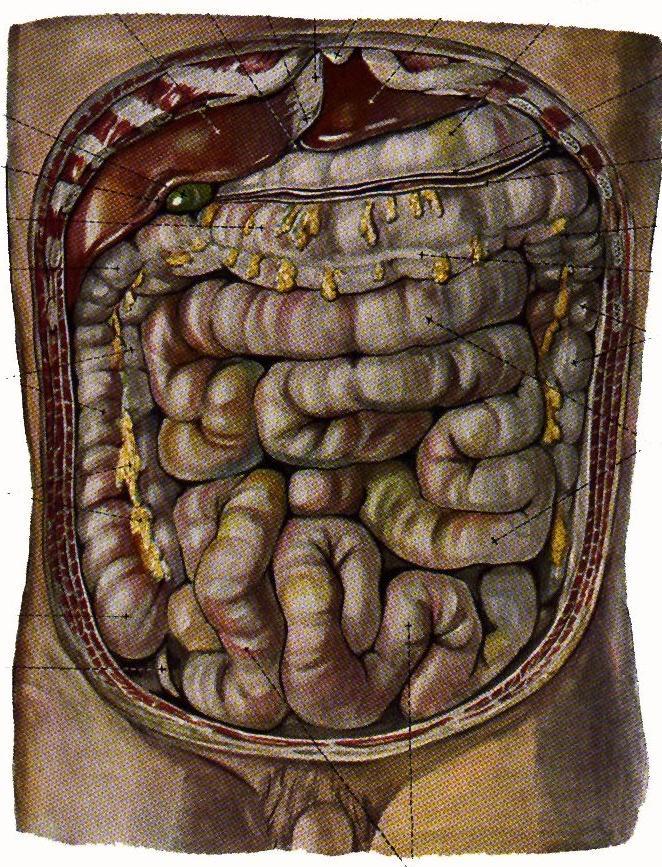 A vékonybél hasüreget kitölti érintkezik: máj cholecysta colon vesék v. cava inferior aorta abd.