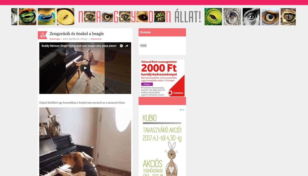 NAGYONÁLLAT - HUMOR Cuki állatos tartalom gifekkel, képekkel, igen népszerű