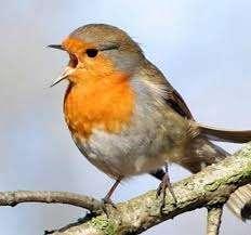 6. MADÁRHANGOK A népi hangleírások segítségével kösd össze az összetartozókat, melyik madárnak melyik lehet a hangja?