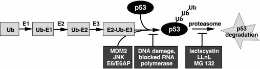 4. ábra: A p53 proteaszómális lebontásának ubikvitin-függő és ubikvitin-független mechanizmusa.
