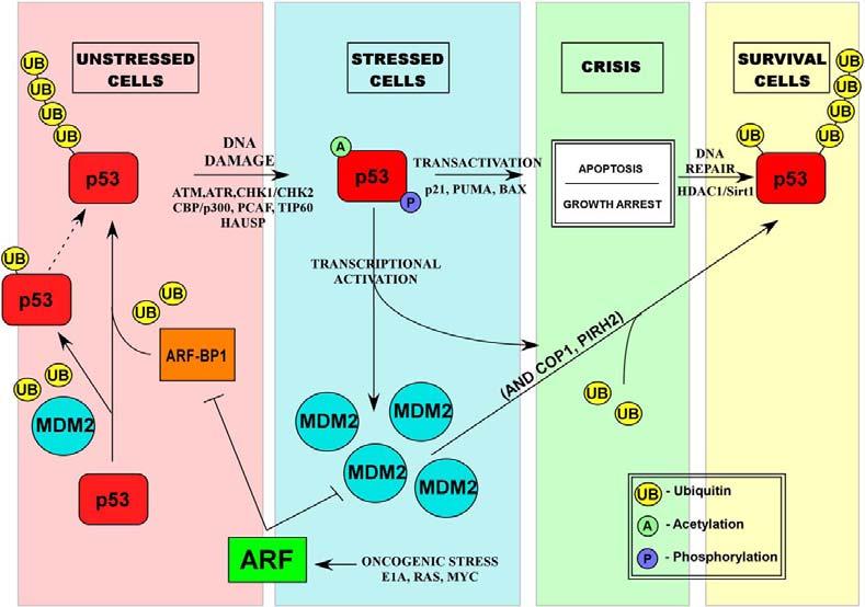 Az MDM2-höz hasonlóan mind a COP1, mind a PIRH2 p53-érzékeny célgének, melyek stresszhatásra erősen aktiválódnak.