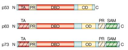 1.6. A HUMÁN P53 GÉNCSALÁD (P73/P63) TAGJAINAK JELLEMZÉSE Gerincesekben a p53 géncsaládnak további két tagja van, a p63 és p73.