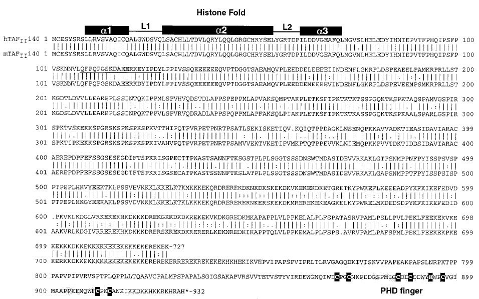 12. ábra: Az egér (mtafii140) és humán homológ (htafii140) aminosav sorrendjének összehasonlítása. Bár az adatbázisban 2004-ben megjelent egy prediktált fehérje (XP_291729.