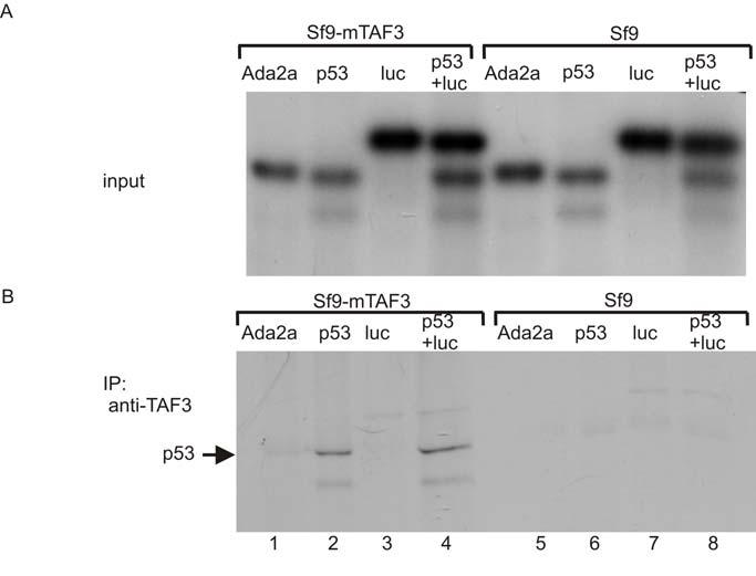 17. ábra: Az mtaf3 és a p53 specifikus kötődésének vizsgálata koimmunprecipitációval. A Drosophila Ada2a, p53 és szentjánosbogár luciferáz fehérjéket in vitro transzláltuk 35 S- metionin jelenlétében.