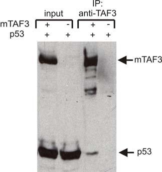 18. ábra: A p53 in vivo is kötődik az mtaf3-mal.