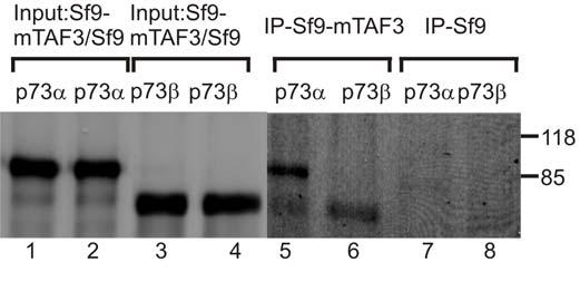 Az élesztő két-hibrid kísérlet eredménye szerint a humán p53 géncsalád másik két vizsgált tagja is kölcsönhat a DmTAF3-mal.