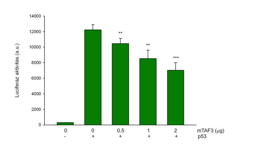 23. ábra: Az mtaf3 hatása az exogén p53 szintjére.