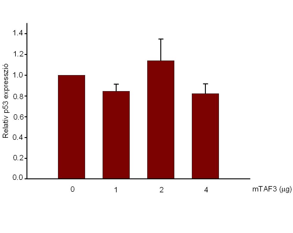 26. ábra: Az mtaf3 túltermelése nincs hatással a p53 mrns-ének szintjére. U2OS sejteket ko-transzfektáltunk különböző mennyiségű mtaf3-at (0, 1, 2, 4 μg) kifejező plazmiddal.