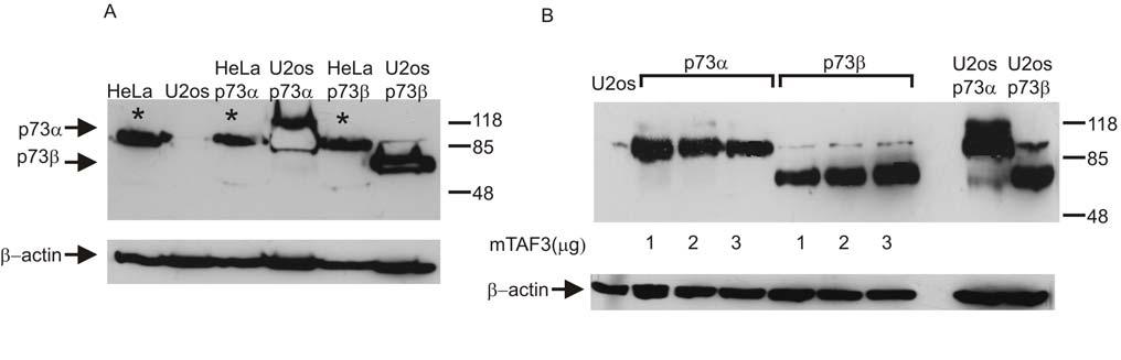 28. ábra: Az mtaf3 túltermelés hatása a p73α és p73β fehérje szintjére. (A) Nem transzfektált U2OS és HeLa sejtek ill.