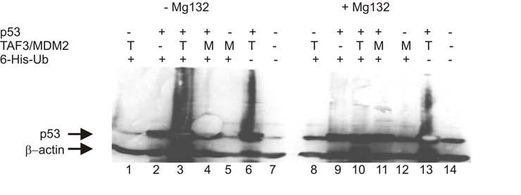 31. ábra: Az mtaf3 E3 ubikvitin ligáz aktivitásának in vivo vizsgálata. U2OS sejteket transzfektáltunk az ábrán jelölt módon MDM2-t (M) vagy mtaf3-at (T) és 6- His-ubikvitint kifejező plazmiddal.