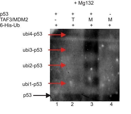 Két nappal a transzfekciót követően a minták felét DMSO-ban feloldott MG132 proteaszóma inhibítorral, míg a másik felét DMSO-val inkubáltuk 4 órát.