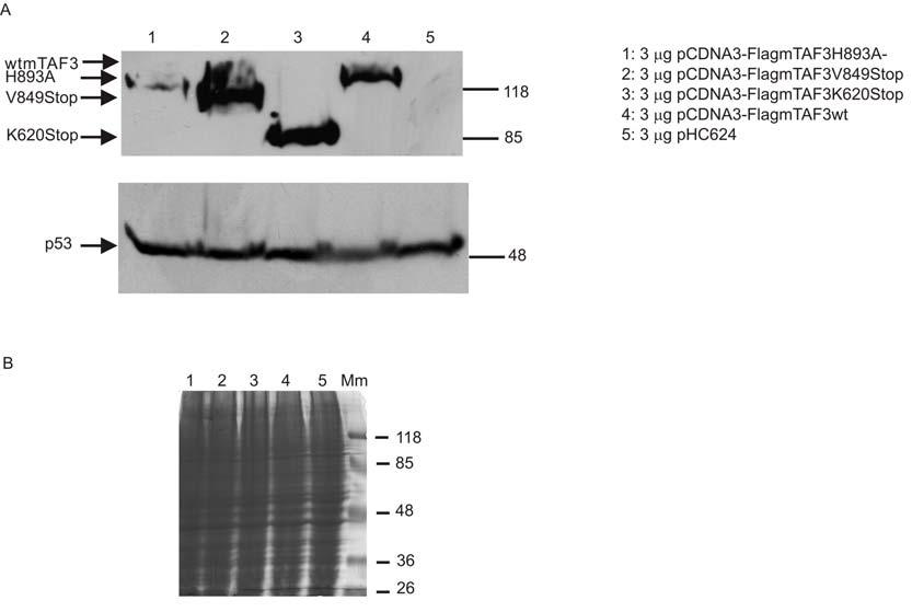 35. ábra: A PHD doménben mutáns egér TAF3-ak hatása az endogén humán p53 fehérje szintjére.